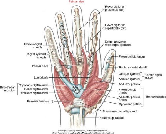 I've heard of a hand therapist, but what's an AHT or CHT?