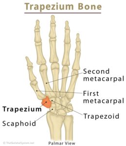 Base of thumb surgery - Suspensionplasty