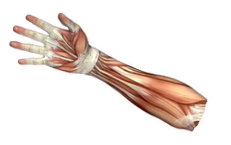 Wrist stability – How does it work?